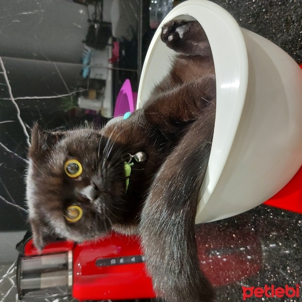 Scottish Fold, Kedi  Mia fotoğrafı