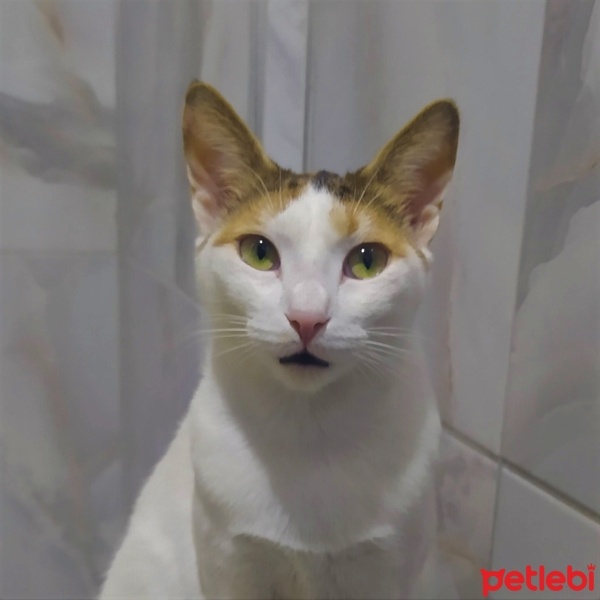 Tekir Kedi, Kedi  Sütlaç fotoğrafı