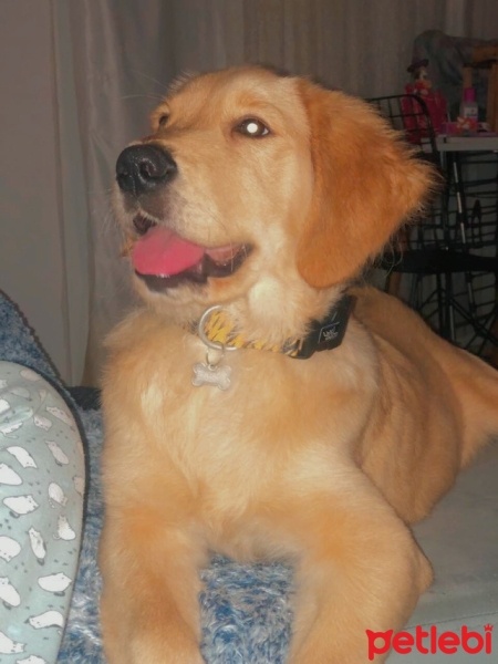 Golden Retriever, Köpek  Ares fotoğrafı