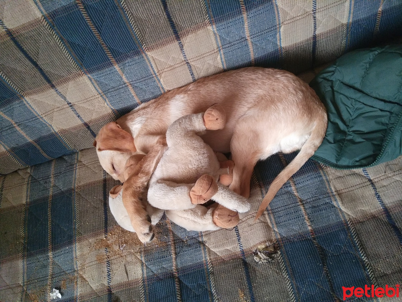 Golden Retriever, Köpek  Zeus fotoğrafı