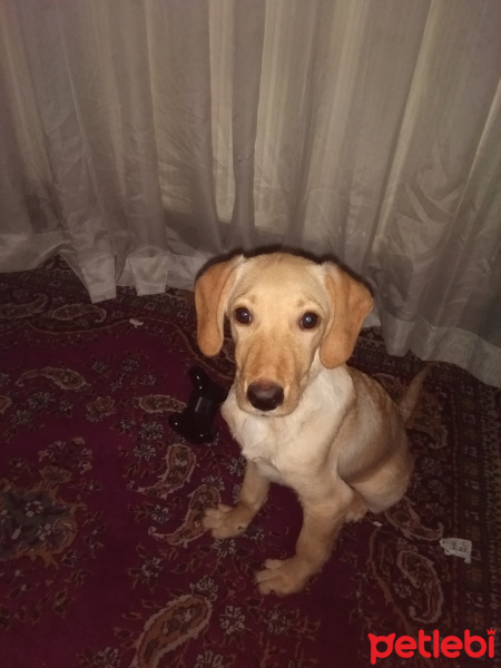 Golden Retriever, Köpek  Zeus fotoğrafı