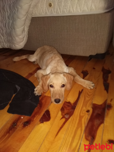 Golden Retriever, Köpek  Zeus fotoğrafı