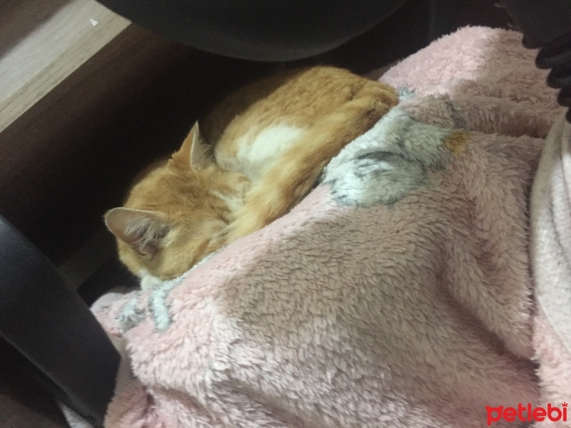 Sarman, Kedi  Memati fotoğrafı