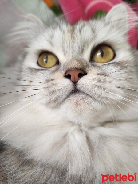 British Longhair, Kedi  Boyoz fotoğrafı