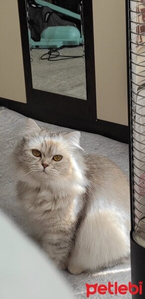 British Longhair, Kedi  Boyoz fotoğrafı