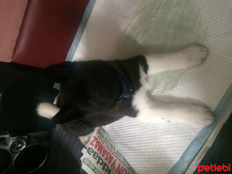 Akita İnu, Köpek  Cookie fotoğrafı