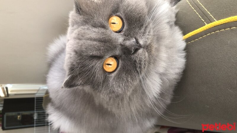 Scottish Fold, Kedi  YUMUK fotoğrafı