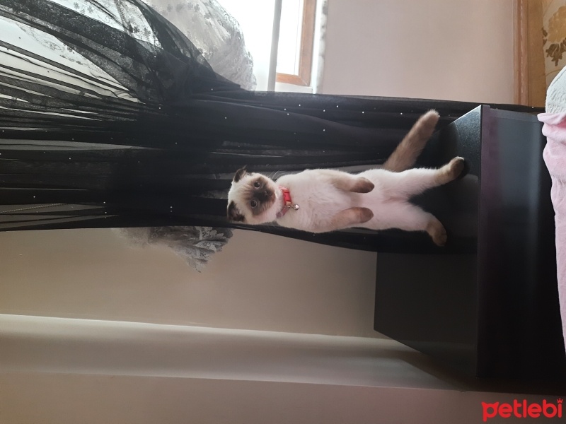 Scottish Fold, Kedi  Pamuk fotoğrafı