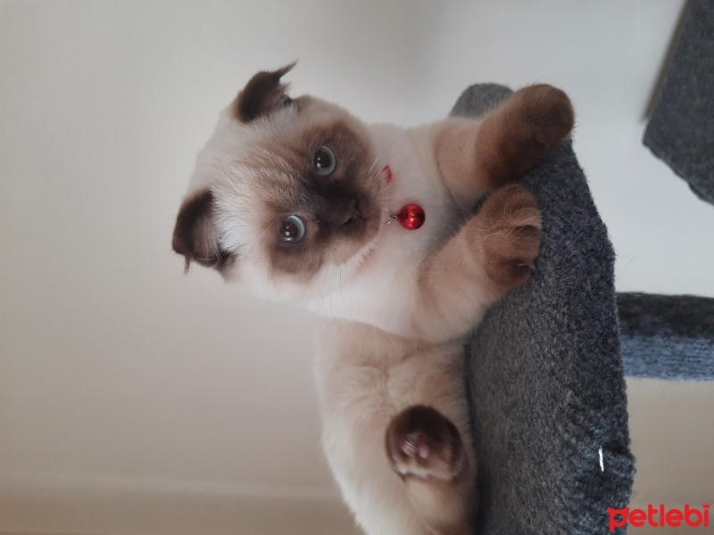 Scottish Fold, Kedi  Pamuk fotoğrafı