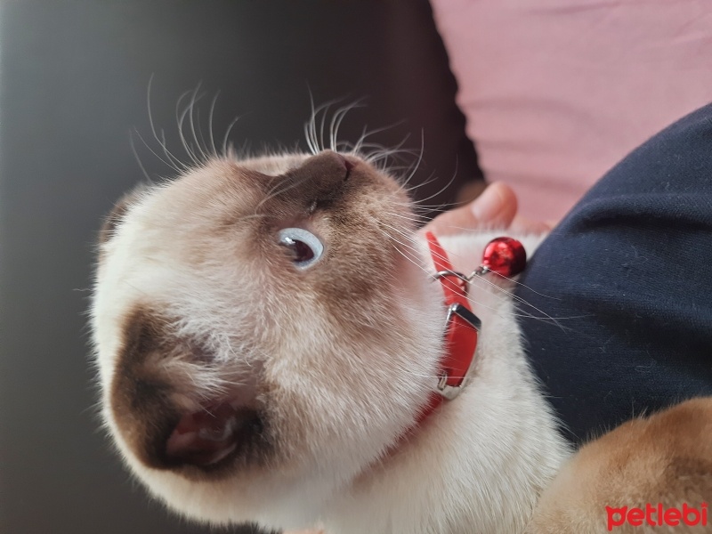 Scottish Fold, Kedi  Pamuk fotoğrafı