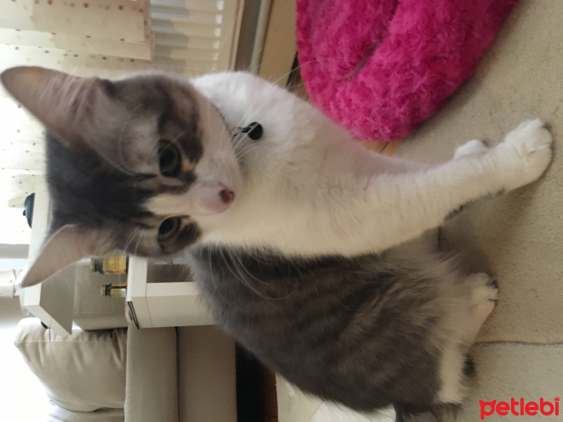 Tekir Kedi, Kedi  Mia fotoğrafı