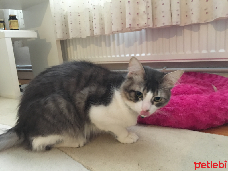 Tekir Kedi, Kedi  Mia fotoğrafı