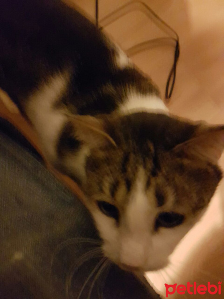 Tekir Kedi, Kedi  Mikrop fotoğrafı