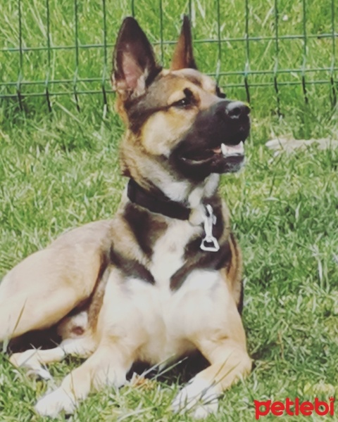 Alman Çoban Köpeği, Köpek  Jake fotoğrafı