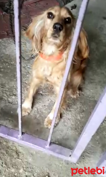 Amerikan Cocker Spaniel, Köpek  Tarçın fotoğrafı