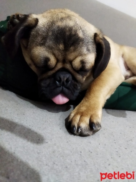 Pug, Köpek  Bobi fotoğrafı