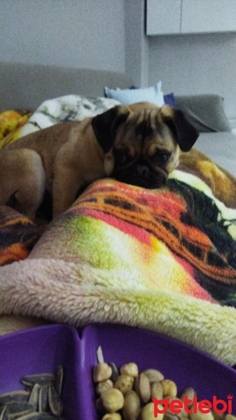 Pug, Köpek  Bobi fotoğrafı