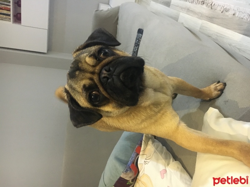 Pug, Köpek  Bobi fotoğrafı