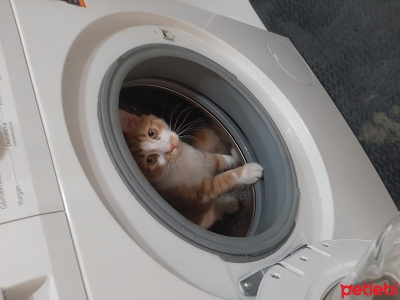 Norwegian Forest, Kedi  Pati fotoğrafı