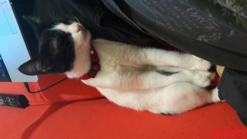 Tekir Kedi, Kedi  Chaplin fotoğrafı