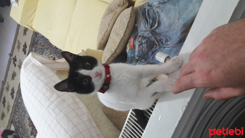 Tekir Kedi, Kedi  Chaplin fotoğrafı