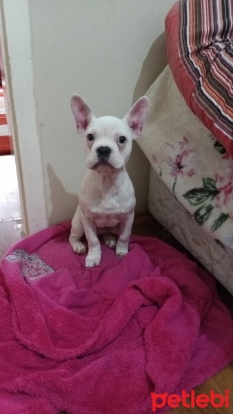 Fransız Bulldog, Köpek  Esco fotoğrafı