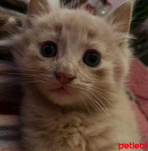 Sarman, Kedi  Boncuk fotoğrafı