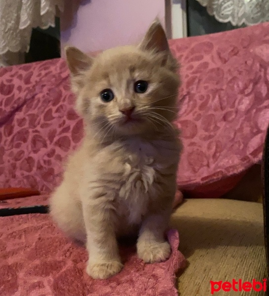 Sarman, Kedi  Boncuk fotoğrafı