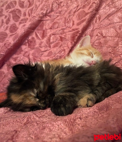 Sarman, Kedi  Boncuk fotoğrafı