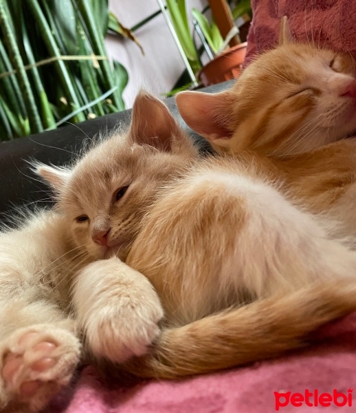 Sarman, Kedi  Boncuk fotoğrafı