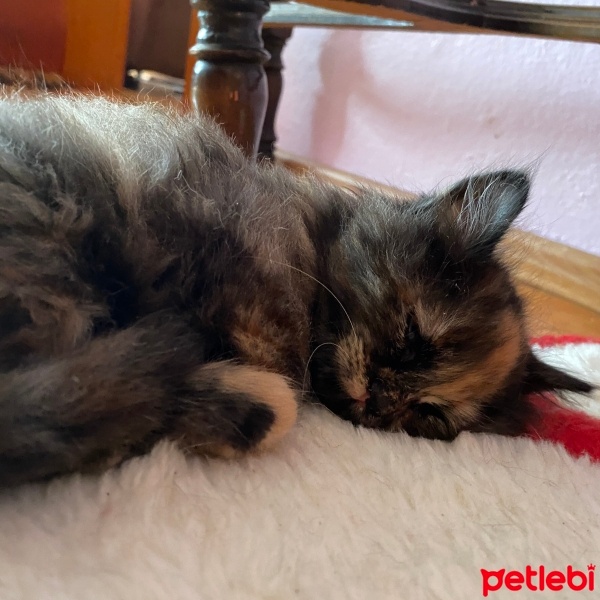 Sarman, Kedi  Boncuk fotoğrafı