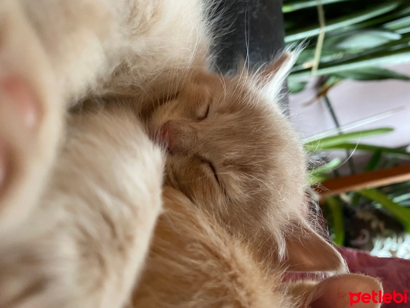 Sarman, Kedi  Boncuk fotoğrafı