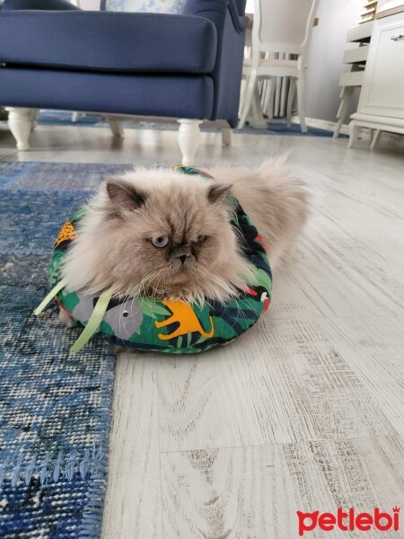 İran Kedisi (Persian), Kedi  Sushi fotoğrafı