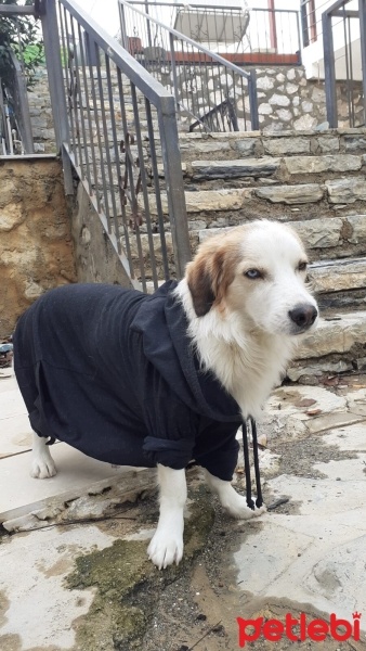 Golden Retriever, Köpek  Ares fotoğrafı