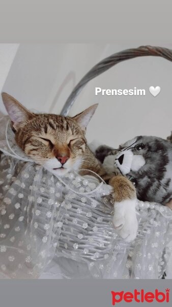 Tekir Kedi, Kedi  Minnak ❤️ fotoğrafı