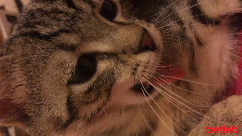 Tekir Kedi, Kedi  Hürrem Sultan  fotoğrafı