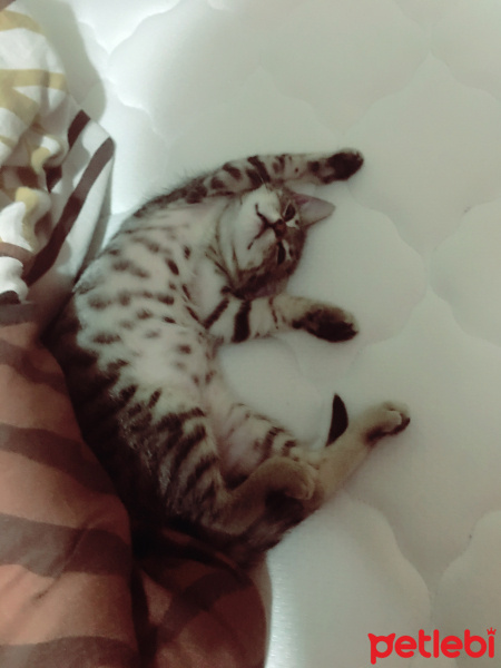 Tekir Kedi, Kedi  Hürrem Sultan  fotoğrafı
