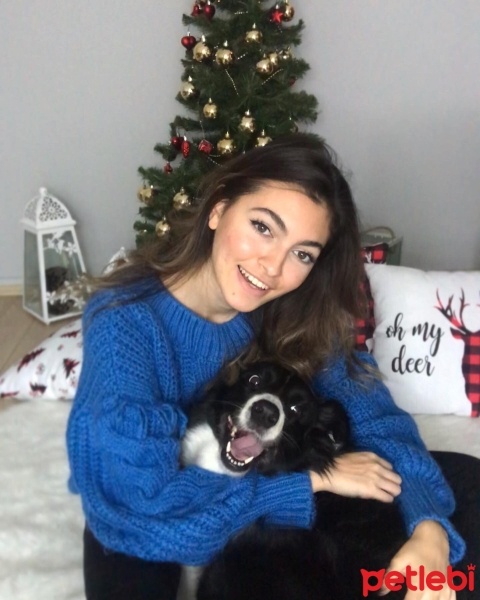 Border Collie, Köpek  çakıl fotoğrafı