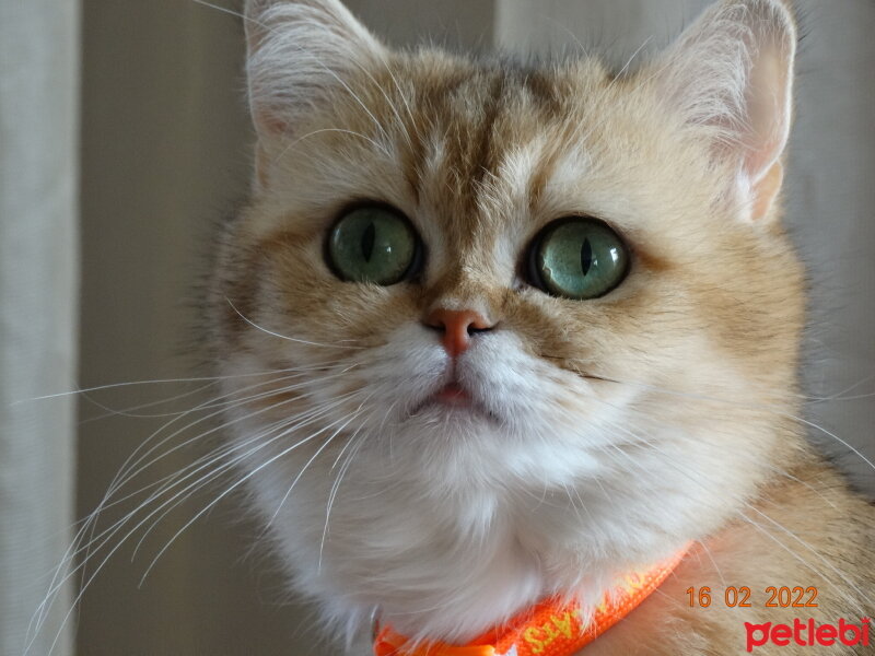 British Shorthair, Kedi  Tontikatagul fotoğrafı