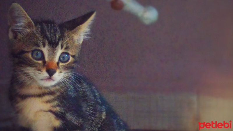 Tekir Kedi, Kedi  yaver fotoğrafı