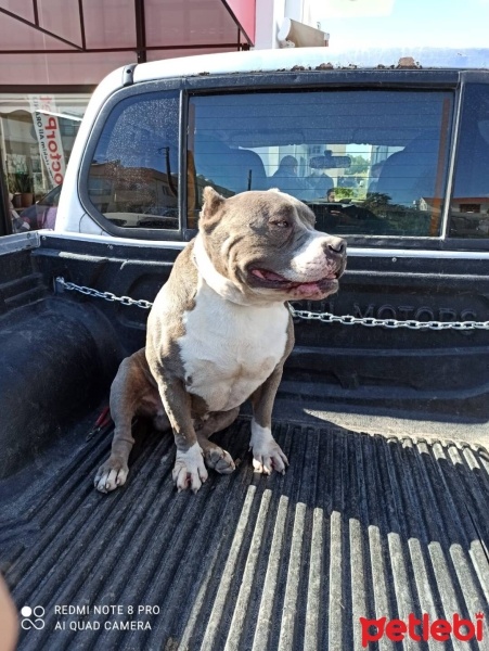 Amerikan Pitbull Terrier, Köpek  Dosta İhtiyacım Var fotoğrafı