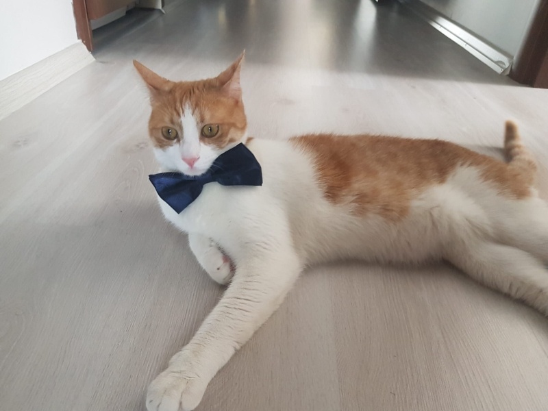 Sarman, Kedi  Behlül fotoğrafı
