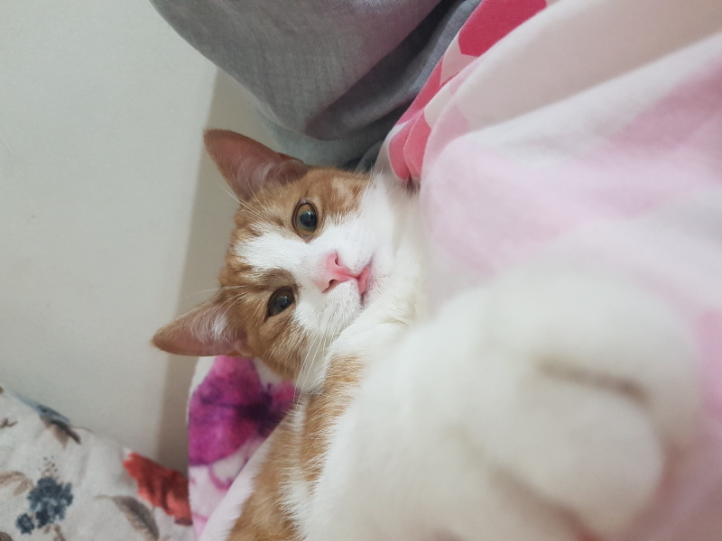 Sarman, Kedi  Behlül fotoğrafı