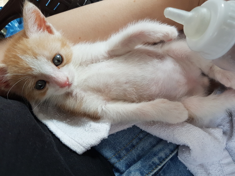 Sarman, Kedi  Behlül fotoğrafı