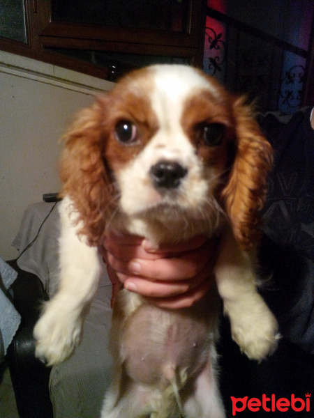 Cavalier King Charles Spanieli, Köpek  DOST fotoğrafı