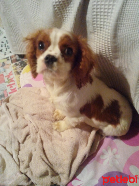 Cavalier King Charles Spanieli, Köpek  DOST fotoğrafı