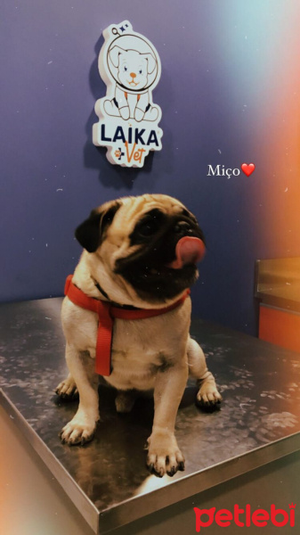 Pug, Köpek  Miço fotoğrafı