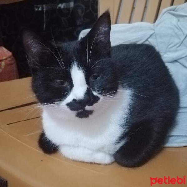 Tekir Kedi, Kedi  Zeytin fotoğrafı