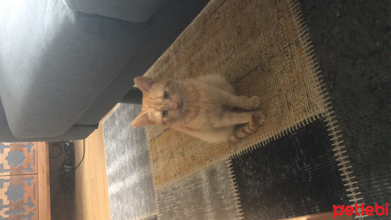 Tekir Kedi, Kedi  CAPPY  fotoğrafı