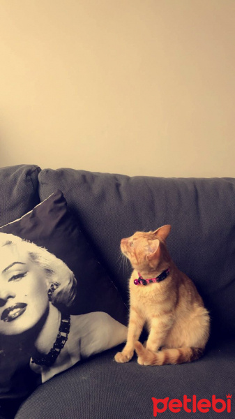 Tekir Kedi, Kedi  CAPPY  fotoğrafı